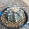 Lophophora williamsii var.texana