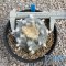 Lophophora williamsii var.texana