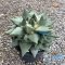 Ariocarpus retusus
