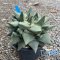 Ariocarpus retusus