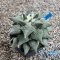 Ariocarpus furfuraceus