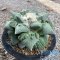 Ariocarpus cauliflower