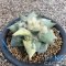 Ariocarpus retusus x cauliflower variegated