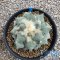 Ariocarpus maruibo x cauliflower
