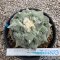 Ariocarpus cauliflower