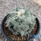 Ariocarpus cauliflower