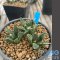 Ariocarpus kikobotan x hintonii