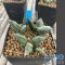 Ariocarpus cauliflower