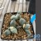 Ariocarpus maruibo x trifinger