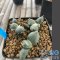 Ariocarpus maruibo x trifinger