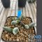 Ariocarpus maruibo x trifinger