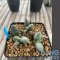 Ariocarpus maruibo x trifinger