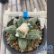 Ariocarpus cauliflower
