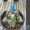 Ariocarpus cauliflower
