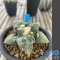 Ariocarpus cauliflower