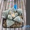 Ariocarpus furfuraceus