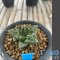 Ariocarpus fissuratus kikobotan
