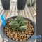 Ariocarpus fissuratus kikobotan