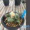 Ariocarpus fissuratus kikobotan