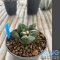 Ariocarpus fissuratus kikobotan
