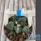 Ariocarpus fissuratus kikobotan