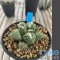 Ariocarpus fissuratus kikobotan