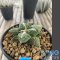 Ariocarpus fissuratus kikobotan