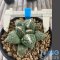 Ariocarpus fissuratus kikobotan