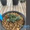 Ariocarpus fissuratus cv godzilla