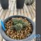 Ariocarpus fissuratus cv godzilla