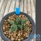 Ariocarpus fissuratus cv godzilla