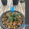 Ariocarpus fissuratus cv godzilla