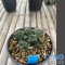Ariocarpus fissuratus cv godzilla