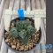 Ariocarpus fissuratus cv godzilla