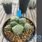 Ariocarpus fissuratus lloydii x godzilla