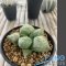 Ariocarpus fissuratus lloydii x godzilla