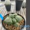 Ariocarpus fissuratus lloydii x godzilla