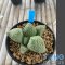Ariocarpus fissuratus lloydii x godzilla