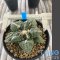 Ariocarpus fissuratus