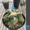 Ariocarpus fissuratus