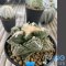 Ariocarpus fissuratus