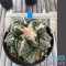 Ariocarpus fissuratus
