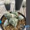 Ariocarpus maruibo x cauliflower variegated