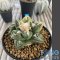 Ariocarpus fissuratus variegated