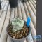 Ortegocactus macdougalli