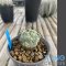 Ortegocactus macdougalli