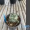 Ortegocactus macdougalli