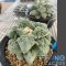 Ariocarpus cauliflower
