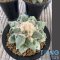 Ariocarpus maruibo x cauliflower