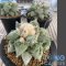 Ariocarpus maruibo x cauliflower